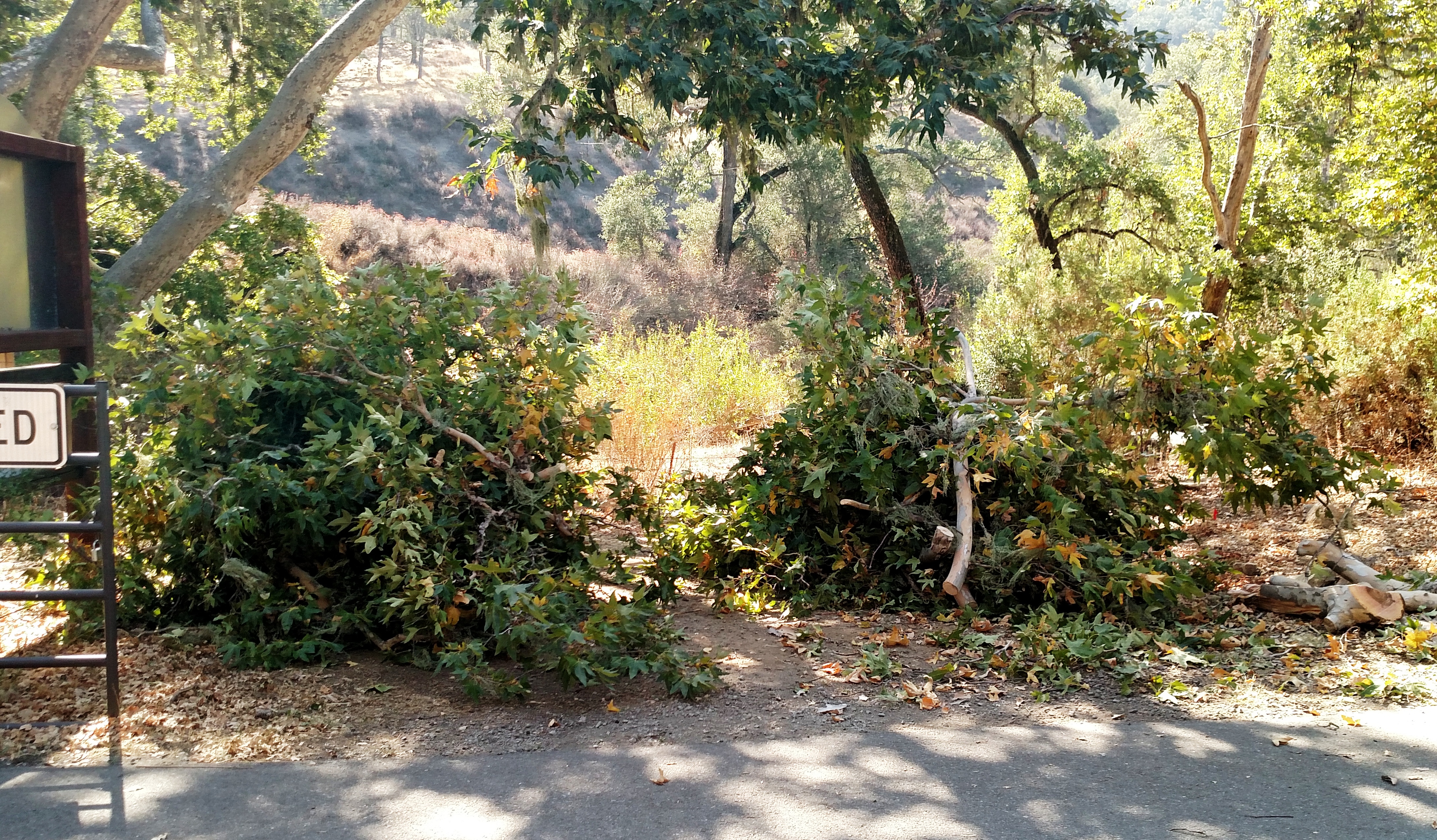 A couple of the brush piles that were hauled off.